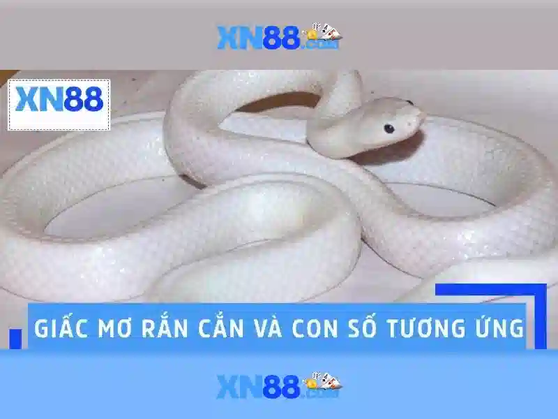  cá cược - XN88