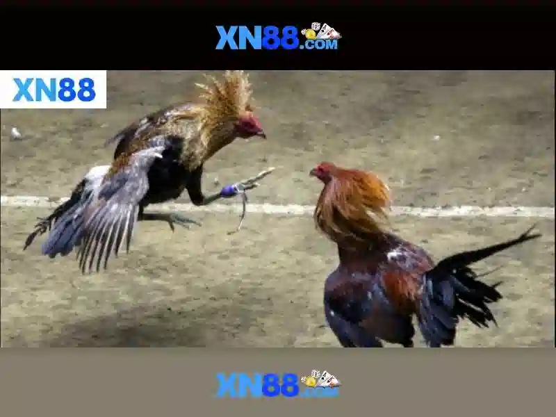 💎cầu tràng tiền huế được bắc qua sông gì💎