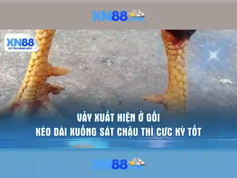  khuyến mãi - XN88