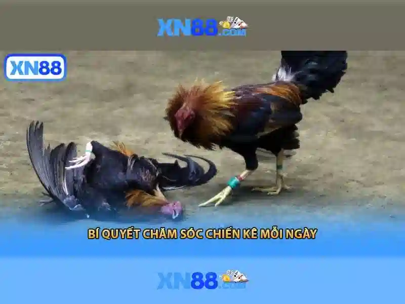 💎ae888 trang chủ nhà cái💎