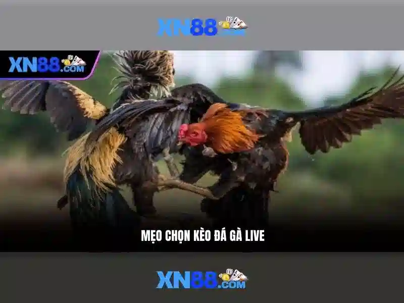  khuyến mãi hấp dẫn - XN88