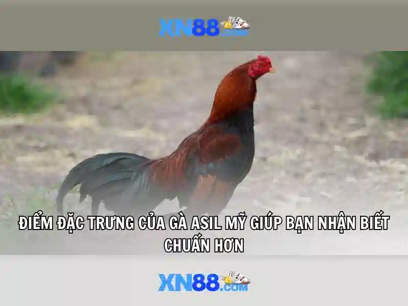 XN88 – Ứng Dụng Tải XN88, Trải Nghiệm Slot Đỉnh Cao 2026 - XN88