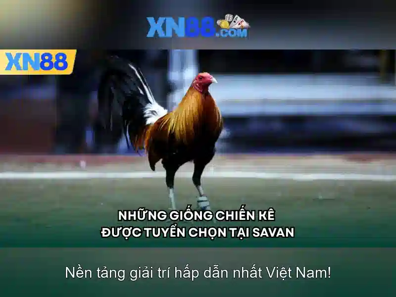 💎tin bong da ty le ca cuoc💎