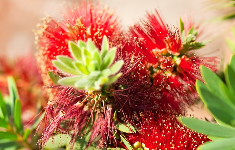 Plantas nativas australianas con flores rojas