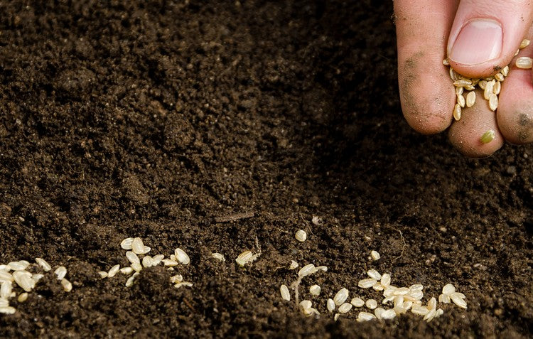 Plantar semillas en el suelo