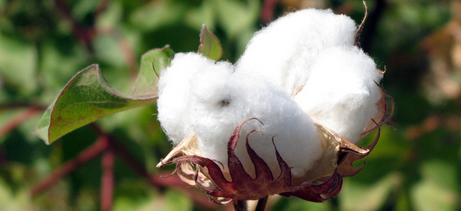 Cerca de flor de algodón esponjoso