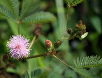 Mimosa pudica flor y hojas