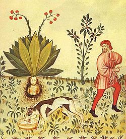 Vieja ilustración de la leyenda Mandrake